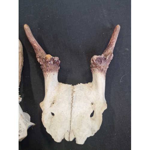 318 - Two Roe deer part skull and antlers