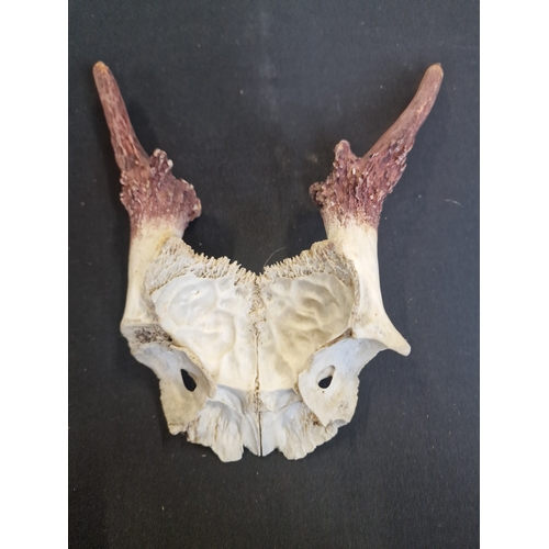 318 - Two Roe deer part skull and antlers