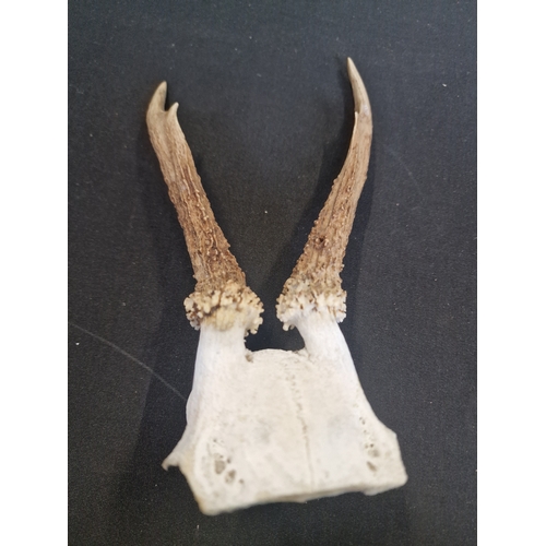 318 - Two Roe deer part skull and antlers