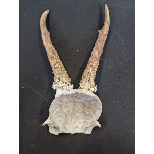 318 - Two Roe deer part skull and antlers