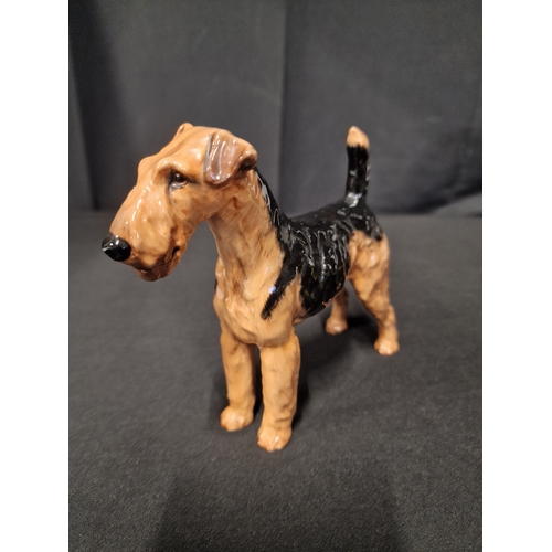 57 - Royal Doulton Airdale Terrier approximately 17x15cm