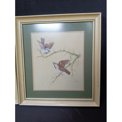 28 - 2 (two) 1982 original watercolour paintings of Blue Tits and Sparrows by Stuart Taylor. Approximatel... 