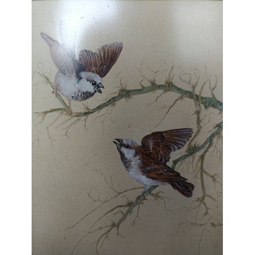 28 - 2 (two) 1982 original watercolour paintings of Blue Tits and Sparrows by Stuart Taylor. Approximatel... 