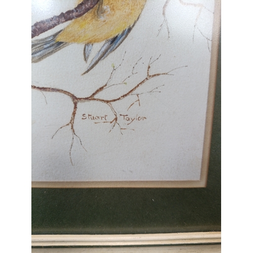 28 - 2 (two) 1982 original watercolour paintings of Blue Tits and Sparrows by Stuart Taylor. Approximatel... 