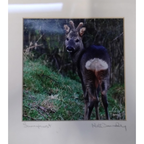 38 - Framed picture of a deer at Sunny Hurst by Matt Donnely. Measures approx H 25.5 x W 25.5 x D 3.5 cm