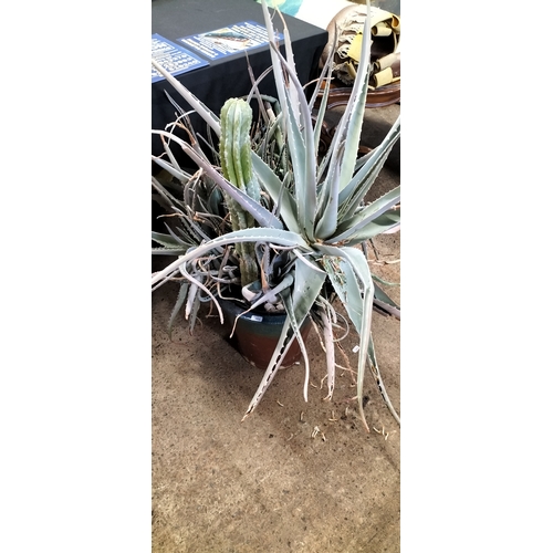 194 - Very large aloe Vera plant and cacti in pot. Collection only