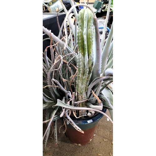 194 - Very large aloe Vera plant and cacti in pot. Collection only