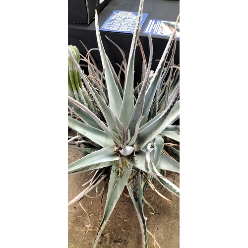 194 - Very large aloe Vera plant and cacti in pot. Collection only