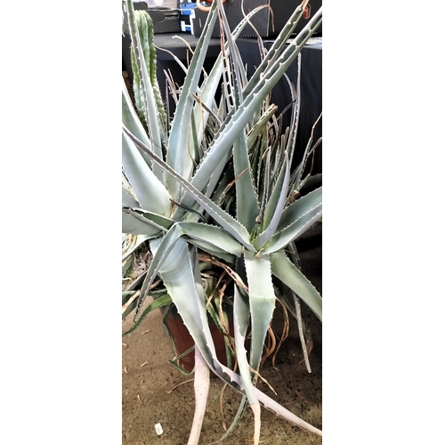 194 - Very large aloe Vera plant and cacti in pot. Collection only