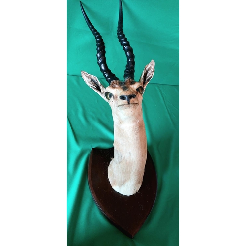 131 - Taxidermy male Impala