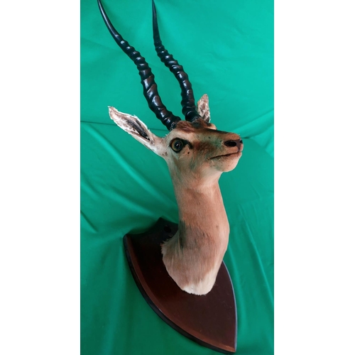 131 - Taxidermy male Impala