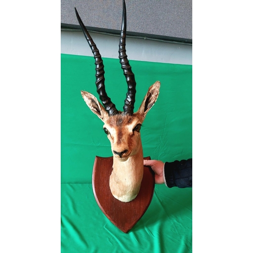 131 - Taxidermy male Impala