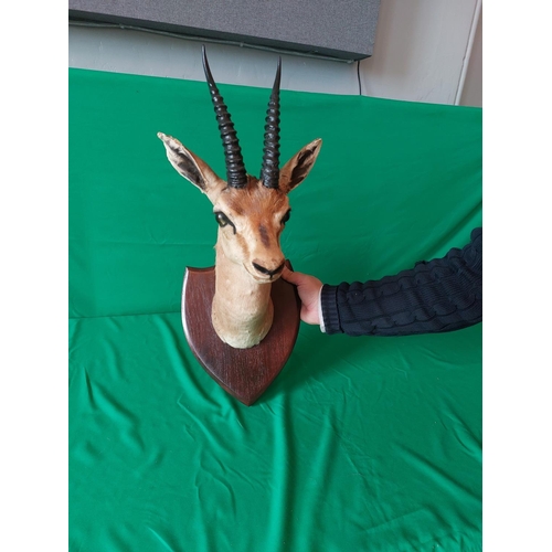 132 - Taxidermy female impala