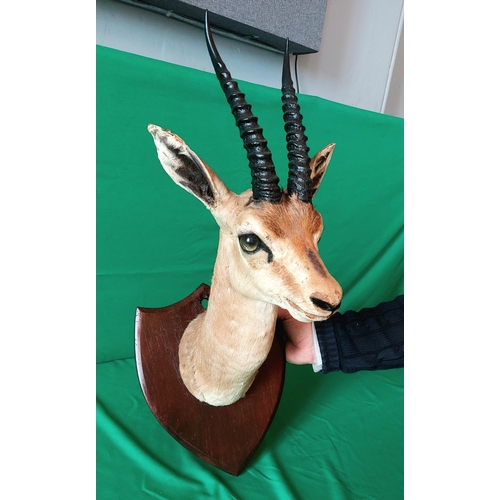 132 - Taxidermy female impala