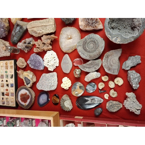 332 - Large mineral, stone & fossil collection