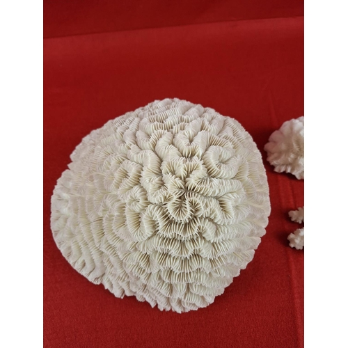 333 - 2 x Brain Coral one very large and smaller one plus one other. Nice examples