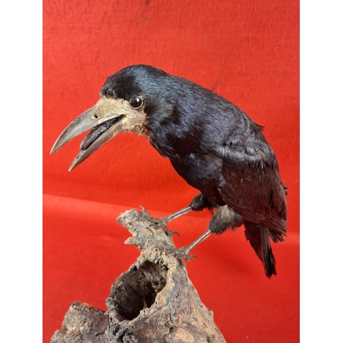 342 - Taxidermy crow on log stand