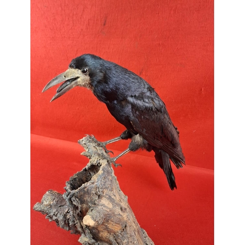 342 - Taxidermy crow on log stand