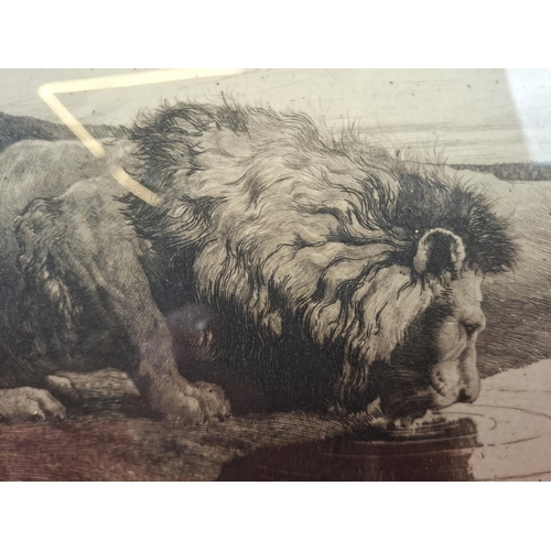 312 - Herbert Dicksee etching of a lion drinking