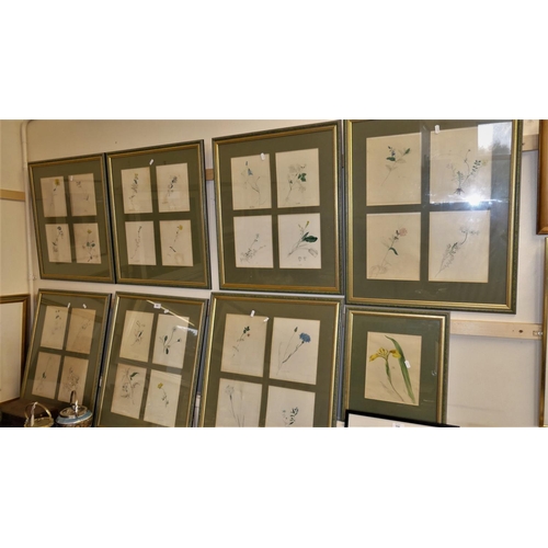 583 - 29 Early 19th Century Botanical Drawings (in Eight Frames), various coloured plant studies.