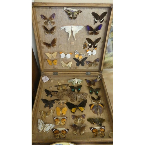 567 - Case of Mounted Butterflies & Moths.