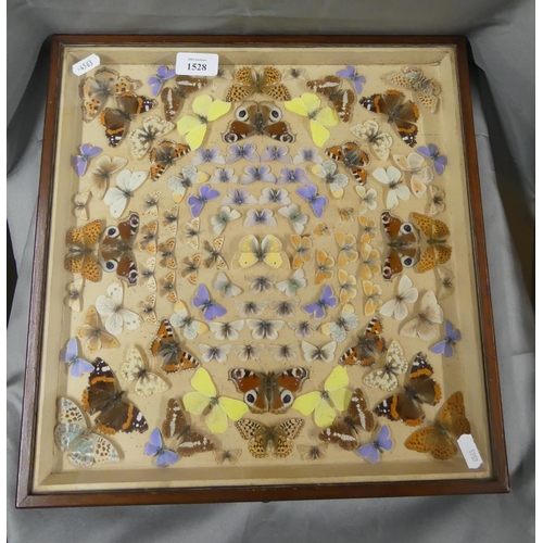 1528 - Case of British Mounted Butterflies, measuring approx 35 x 35cm.