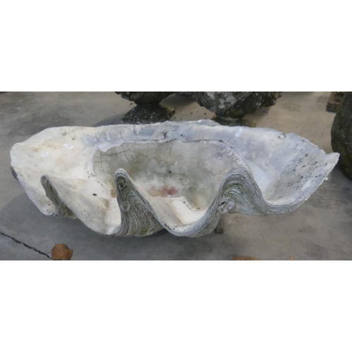 98 - Large Antique South Sea Clam Shell 39 inches x 23 inches