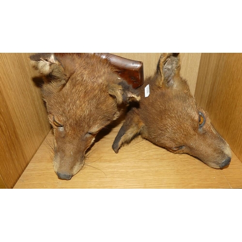 943 - Two Fox Head Taxidermy (One on Shield Mount).