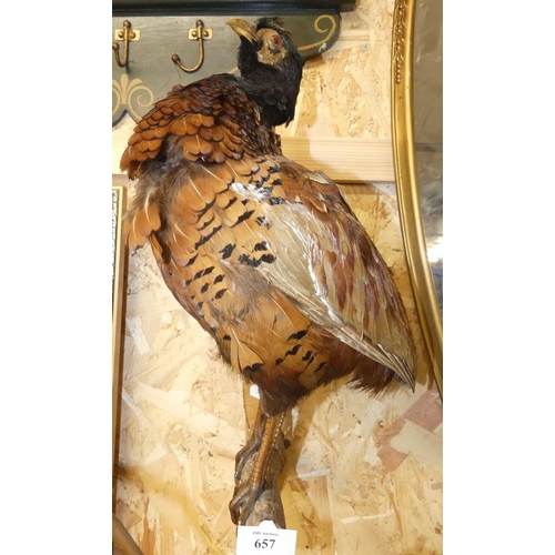 657 - Wall Mounted Pheasant