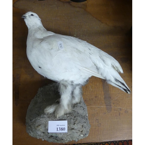 1380 - Wall Mounted Taxidermy of a Grouse in Winter Plumage.