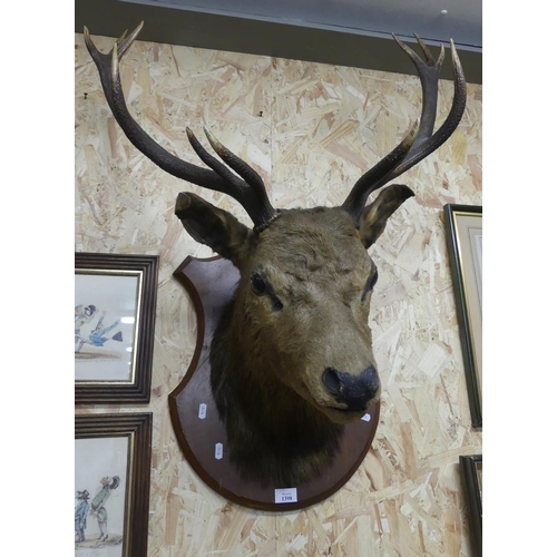 1398 - Twelve Pointer Stag Head on Wooden Sheild Back.