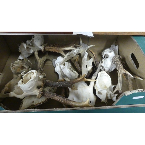 1295 - Box - Assorted Antlers, Jaw Bone of Wild Boar etc.