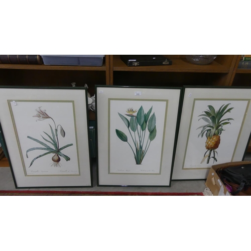 1312 - Three Framed Botanical Prints.