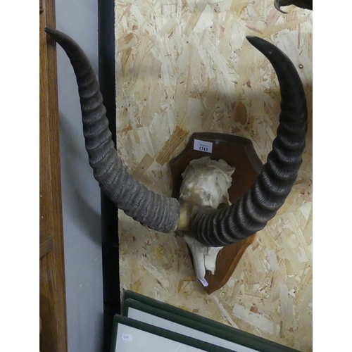 1313 - Mounted Antelope Horns.