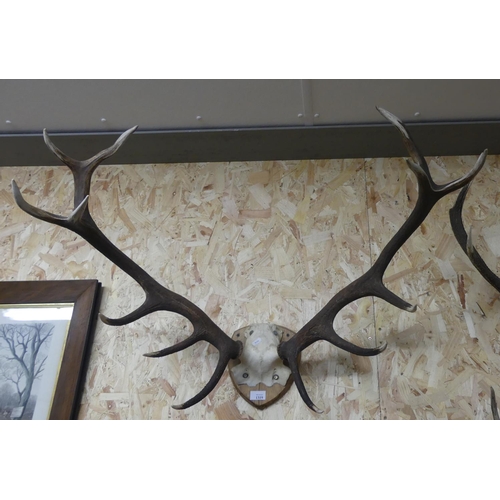 1319 - Mounted Stag Antlers - 13 points.