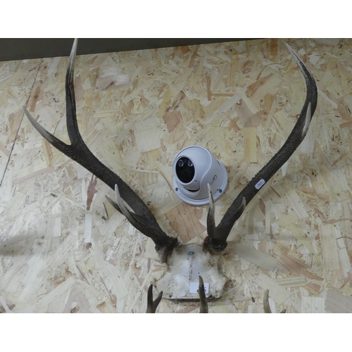 1320 - Mounted Stag Antlers - 8 Points.