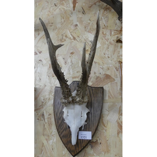 1321 - Mounted Roe Deer Antlers.