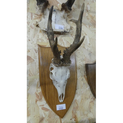 1322 - Mounted Roe Deer Antlers.