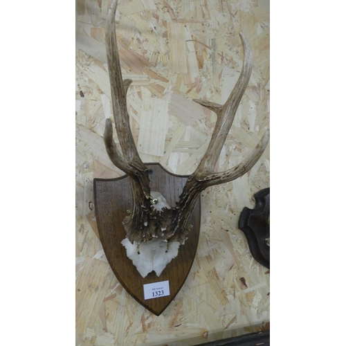 1323 - Mounted Roe Deer Antlers.