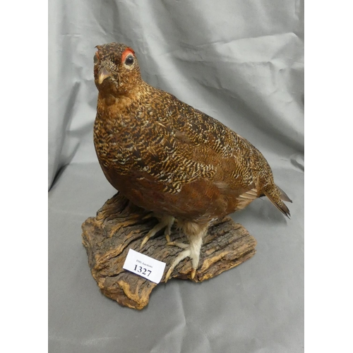 1327 - Taxidermy of a Red Grouse.