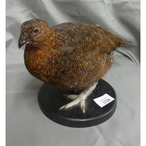 1328 - Taxidermy of a Red Grouse.