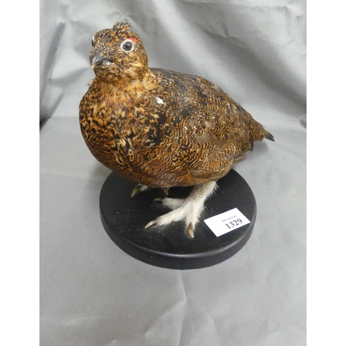 1329 - Taxidermy of a Red Grouse.