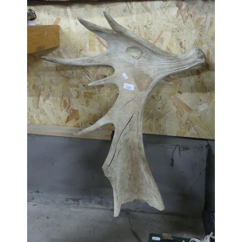 1337 - Single Moose Antler (Weathered).