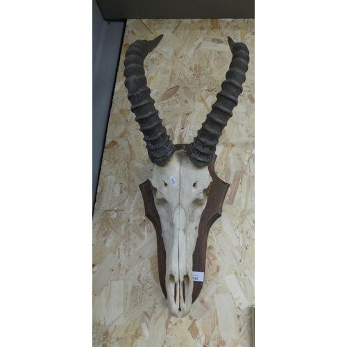 1341 - Large Antelope Skull & Horns.