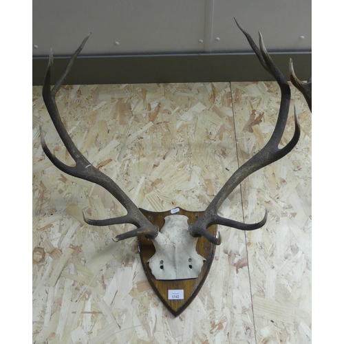 1342 - Mounted Stag Antlers - 10 Points on Shield Shaped Mount.