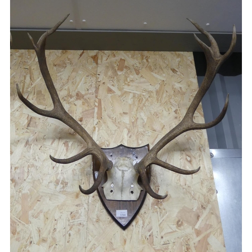 1344 - Mounted Stag Antlers - 13 Points on Shield Shaped Mount.