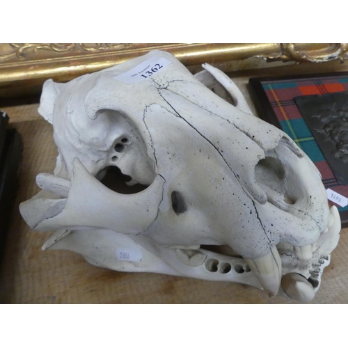 1362 - Bear Skull.