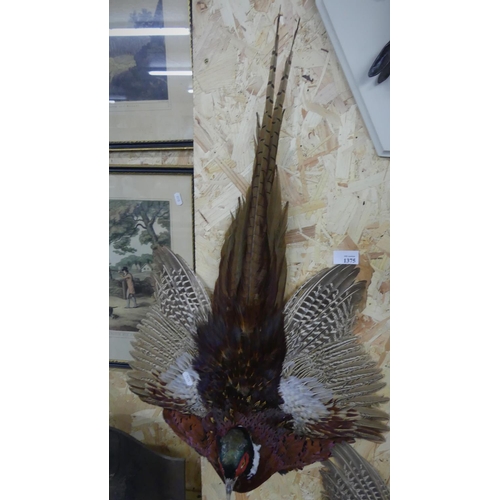 1375 - Wall Mounted Ring-Necked Pheasant Specimen.