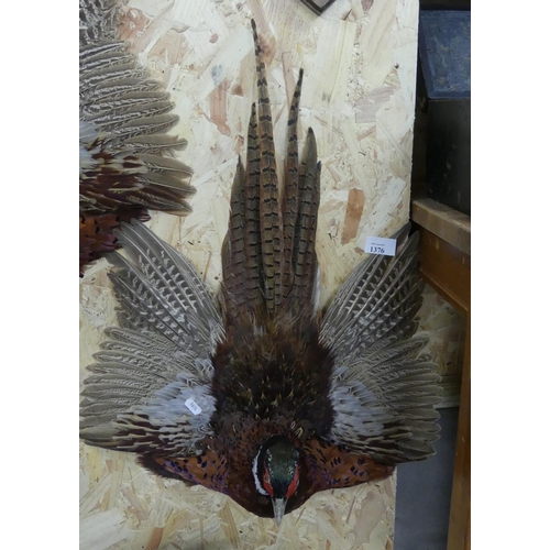 1376 - Wall Mounted Ring-Necked Pheasant Specimen.