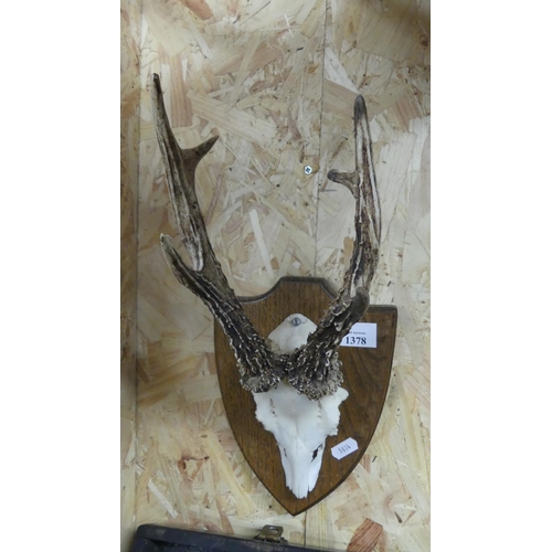 1378 - Pair of Roe Buck Antlers on Shield Mount.